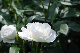 image0264