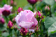 image0267