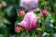 image0268