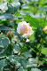 image0270