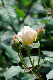 image0271