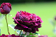 image0272