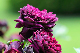 image0273