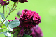 image0274