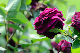 image0275