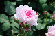 image0277