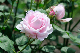image0278