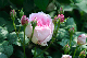 image0279