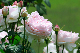 image0281