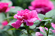 image0285