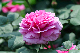 image0287
