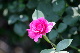 image0288