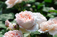 image0290