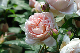 image0291