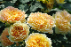 image0292