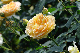 image0294