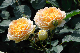 image0295