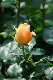image0296