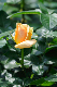 image0297