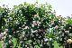image0299