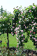 image0300