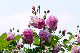 image0305