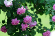 image0306