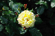 image0308