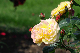 image0310