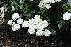 image0318