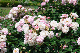 image0323