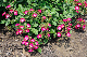 image0327
