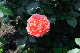 image0336