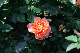 image0337