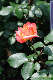 image0338