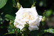 image0339