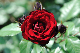 image0340