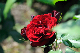 image0342