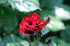 image0345