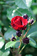 image0346