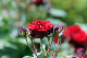 image0347