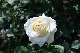 image0350