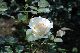 image0352