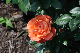 image0353