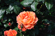 image0354