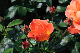 image0355
