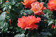 image0357