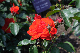 image0363