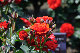 image0365