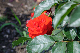 image0368